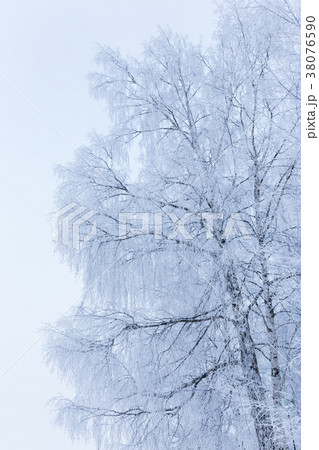 Birch tree covered in snow 38076590