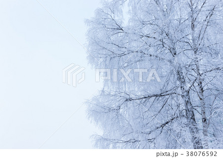 Birch tree covered in snow 38076592
