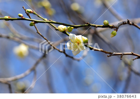 梅ほころぶ 立春イメージ 早春イメージ 梅ほころぶ 立春イメージ 早春イメージ 38076643