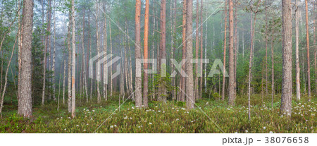 Fog in forest at dawn Fog in forest at dawn 38076658