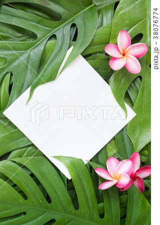 Tropical top summer botanical concept still life 38076774