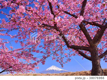 河津桜と富士山-223447 河津桜と富士山-223447 38076966