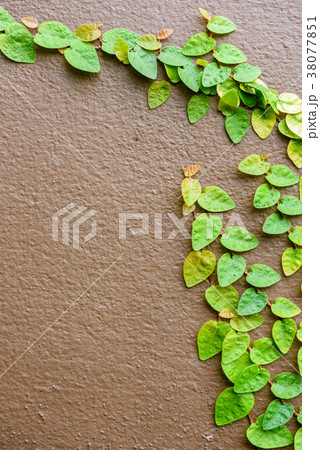 climbing plants on the wall background climbing plants on the wall background 38077851