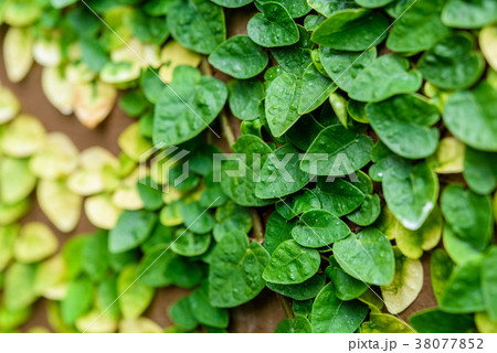 climbing plants on the wall background climbing plants on the wall background 38077852