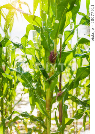 Green corn field Green corn field 38077911