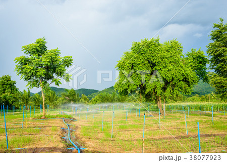 Water sprinkler in farm 38077923