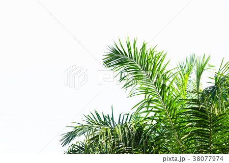 Palm leaf isolated on white 38077974