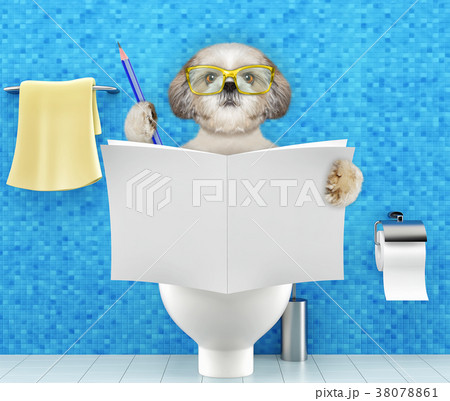 Dog sitting on a toilet seat and writing Dog sitting on a toilet seat and writing 38078861