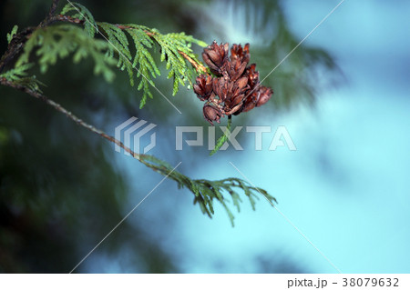 Winter Fir Tree texture nature Russia 38079632