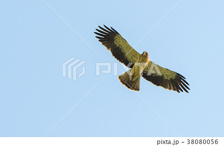 bird of prey hawk flying on blue sky background bird of prey hawk flying on blue sky background 38080056