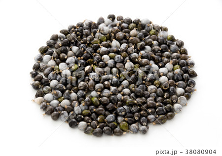 数珠玉 数珠玉 38080904