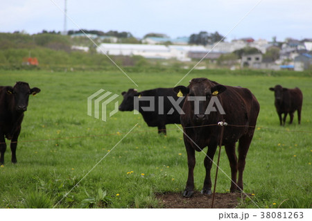 和牛_興部町 和牛_興部町 38081263