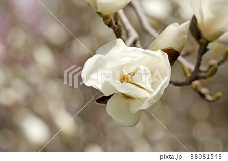 白木蓮　ハクモクレン　はくもくれん 38081543