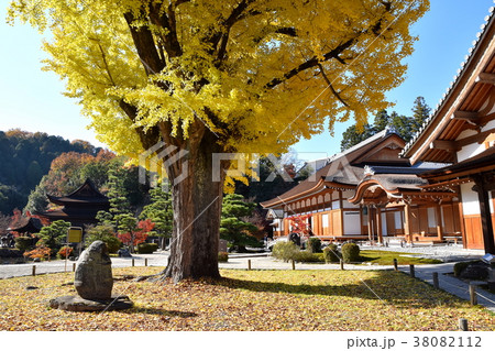 永保寺の大イチョウ 38082112