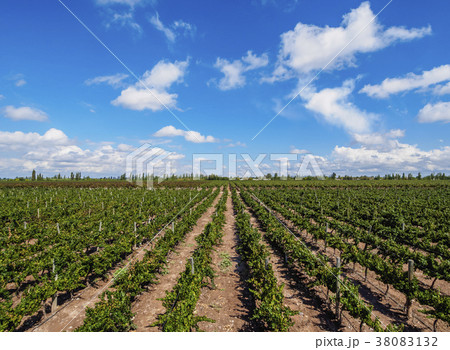 Vineyard in Mendoza Province, Argentina 38083132