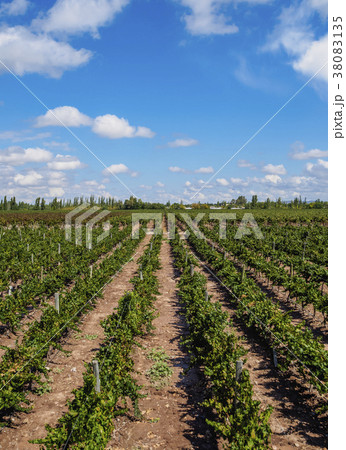 Vineyard in Mendoza Province, Argentina Vineyard in Mendoza Province, Argentina 38083135