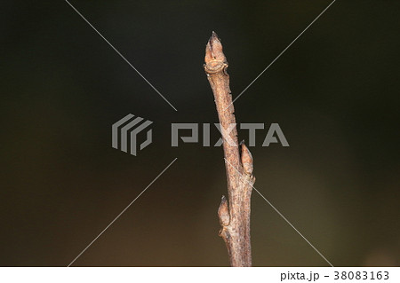 自然　植物　サルスベリ、冬芽と葉痕。冬芽の先端は鋭くとがっています。葉痕は半円に見えます 38083163