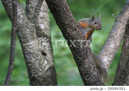 富士見高原の日本リス３ 38084361