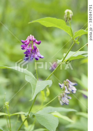 ナンテンハギ 札幌市 ナンテンハギ 札幌市 38084791