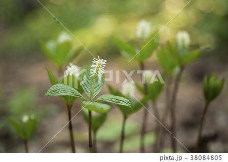 ヒトリシズカ 小樽市 ヒトリシズカ 小樽市 38084805