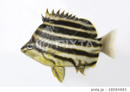 カゴカキダイ15cm 38084883