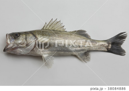 スズキ50cm 38084886