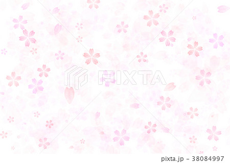 桜 花 春 白背景 38084997