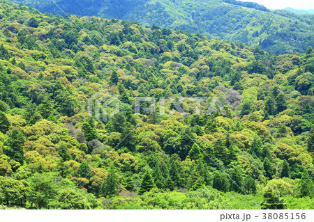 新緑の春日山原始林 新緑の春日山原始林 38085156