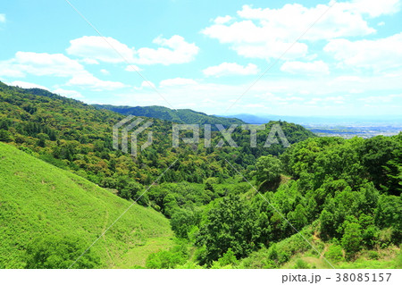 新緑の春日山原始林 38085157