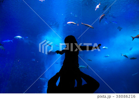 美ら海水族館 肩車の子供3 美ら海水族館 肩車の子供3 38086216
