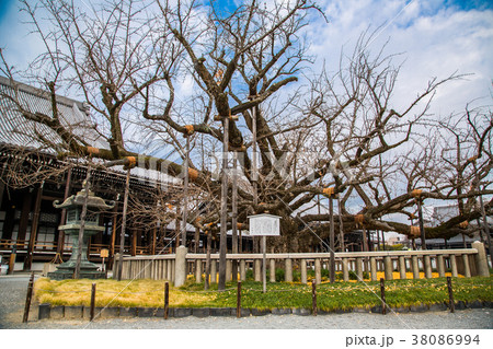 アジア人 アジアン アジア風 38086994