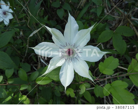 カザグルマの花 ( 2017年春5月 岐阜県恵那市 ) カザグルマの花 ( 2017年春5月 岐阜県恵那市 ) 38087115