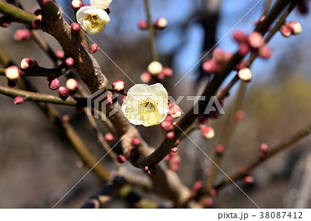 ウメ（白難波） 38087412