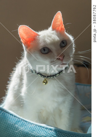 見つめる猫 Staring cats 見つめる猫 Staring cats 38087762