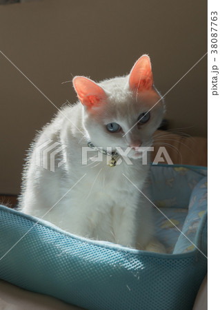 見つめる猫 Staring cats 見つめる猫 Staring cats 38087763