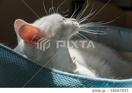 あくびをする猫 Yawning cat 38087835