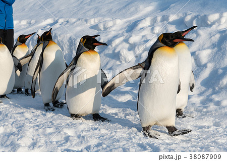 ペンギンの散歩の写真素材