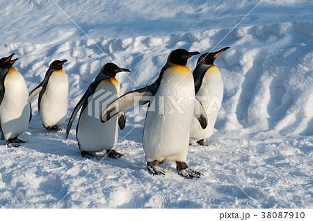 ペンギンの散歩の写真素材