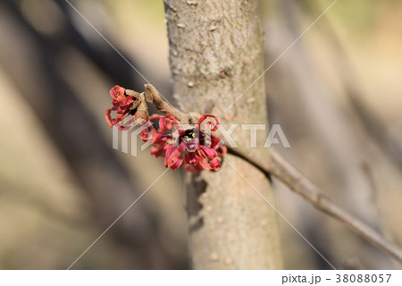 マンサク（ルビーグロー） 38088057