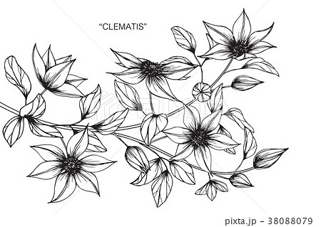 Clematis flower drawing illustration. のイラスト素材 [38088079
