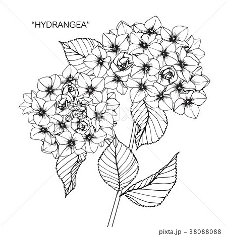 Hydrangea Flower Drawing Illustration Stock Illustration 3800