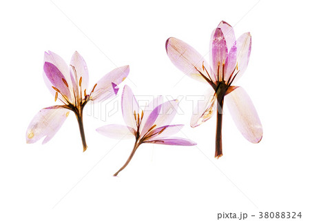 dry crocus flowers dry crocus flowers 38088324