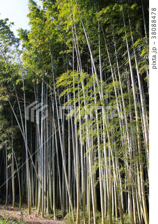 石清水八幡宮の側にある竹林、八幡の竹はエジソンの白熱電球のフィラメントになった 38088478
