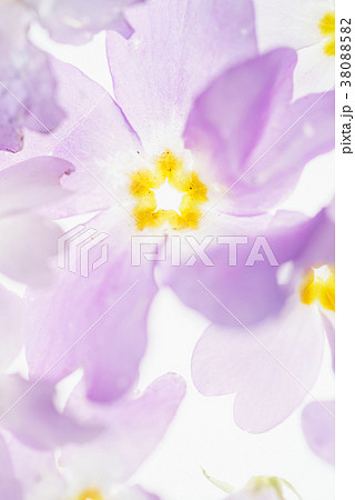 nice spring flowers on the white 38088582