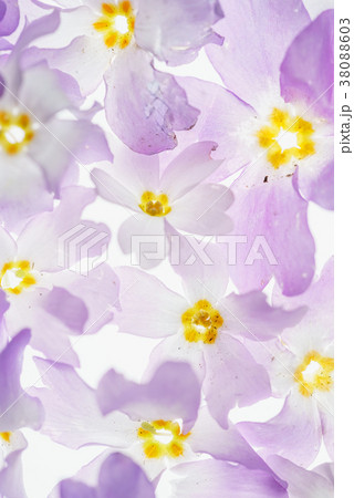nice spring flowers on the white 38088603