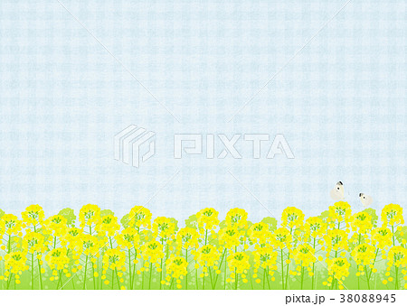 背景素材 菜の花と蝶 青 のイラスト素材