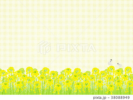 背景素材 菜の花と蝶 黄 のイラスト素材