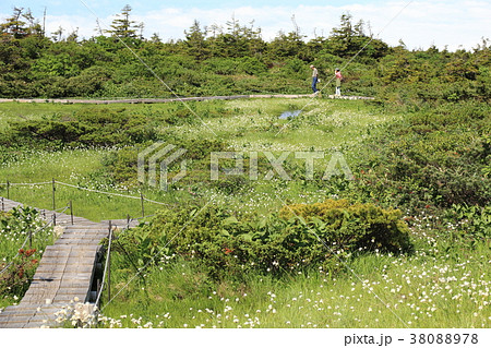 夏の蔵王御田ノ神園地の湿原 38088978