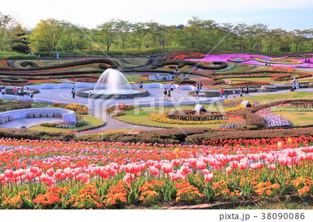 チューリップの咲く爽やかな公園の風景 チューリップの咲く爽やかな公園の風景 38090086