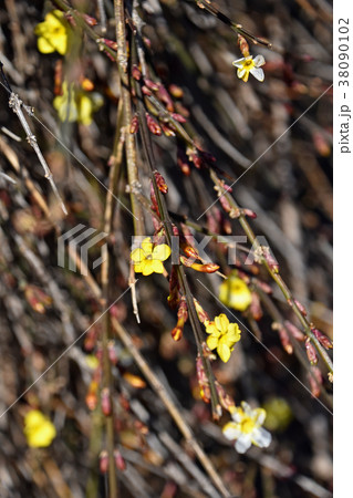 オウバイ(黄梅) オウバイ(黄梅) 38090102